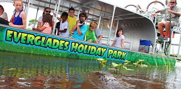 Du khách nhí tiếp cận cá sấu hoang dã ở Everglades Holiday park - Ảnh: evergladesholidaypark