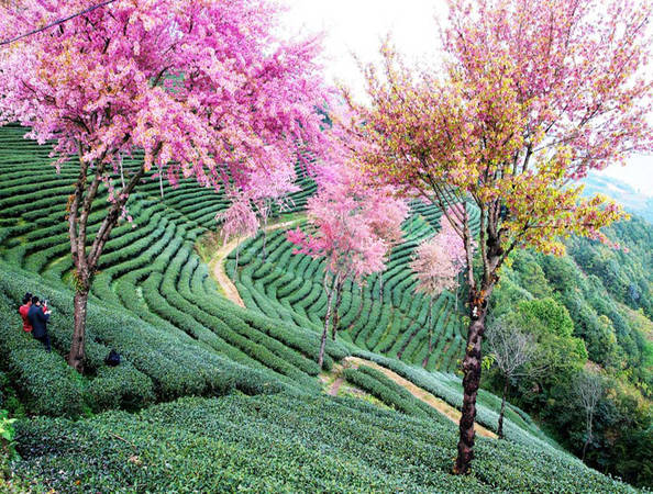 Mùa xuân ở Vân Nam, hàng ngàn cây hoa anh đào khoe sắc rực rỡ. Màu hồng của hoa đào đan xen với màu xanh của đồi chè làm khung cảnh thêm quyến rũ.