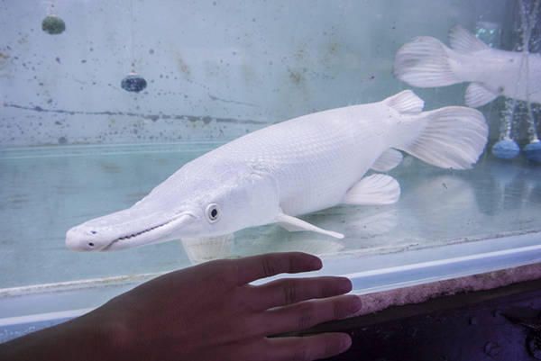 Tại một trong những cửa hàng gần cổng chợ, người ta bày bán một cặp cá sấu hỏa tiễn platinum với giá 10.000 USD mỗi con. Đôi cá này có màu trắng tinh khiết do đột biến. Ảnh: Mike Tuccinardi.