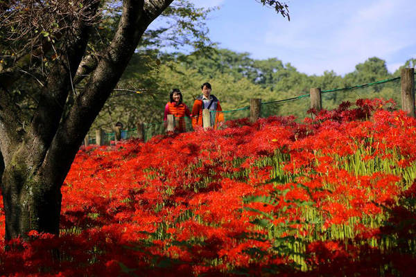 Những ngày tháng 10 này, du khách tìm đến với vườn hoa bỉ ngạn đỏ rực ở công viên Kinchakuda, thành phố Hidaka của Nhật rất đông. 