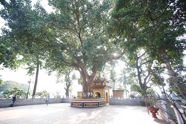 Sân chùa có cây bồ đề do Tổng thống Ấn Độ tặng khi đến thăm chùa vào ngày 24/3/1959.