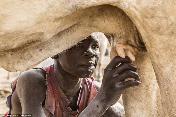 Một cậu bé người Mundari uống sữa thẳng từ con bò. Họ có dinh dưỡng, địa vị và nguồn sống đều nhờ loài gia súc này. 