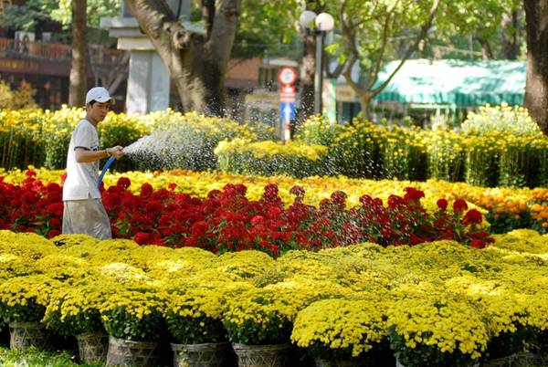 Hoa kiểng được bày bán đầy màu sắc tại điểm bán thường niên – công viên 23/9. Ảnh: baotintuc.vn