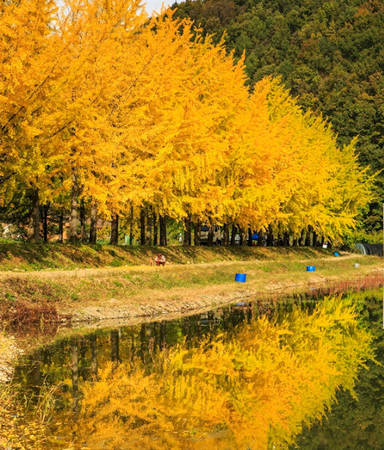 Hàng cây được trồng tự nhiên, soi mình xuống nước hồ càng khiến màu vàng thêm rực rỡ.