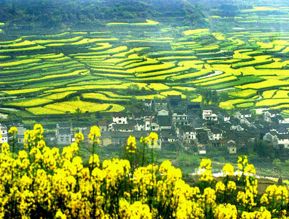 Được biết đến như là huyện đẹp nhất ở Trung Quốc, Vụ Nguyên của Quảng Tây biến thành thiên đường cho du khách vào mùa xuân với hoa cải vàng, thu hút du khách cả trong và ngoài nước.