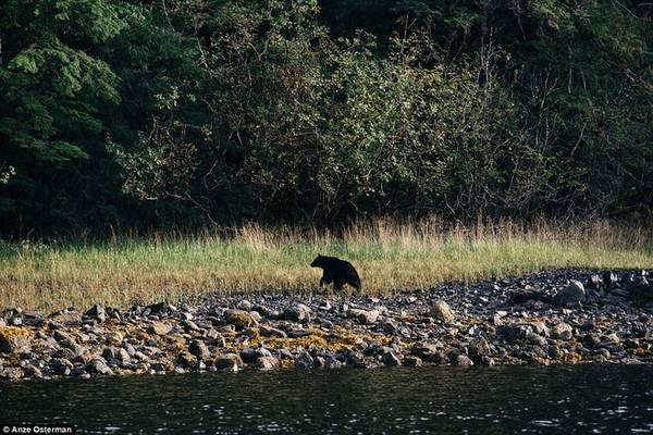 Trên đảo rất dễ bắt gặp gấu đen Bắc Mỹ đi lang thang.