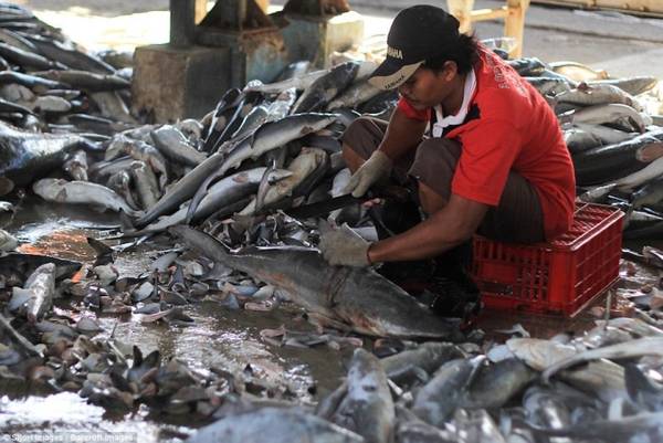 Người đàn ông đang cắt vây cá trong phiên chợ ở Indramayu, tỉnh West Java, Indonesia.