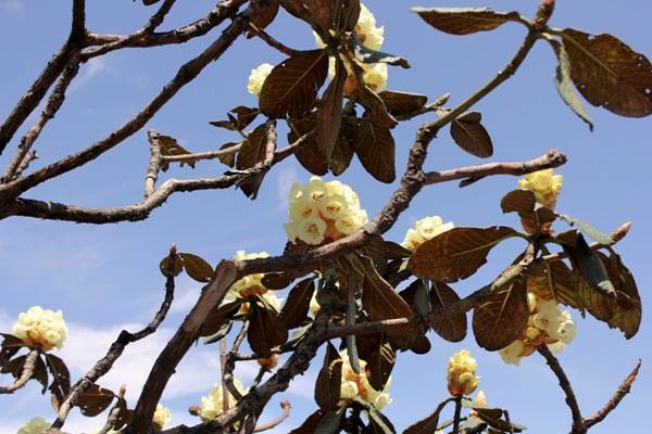 Được mệnh danh là “Vương quốc hoa đỗ quyên”, rừng Hoàng Liên là địa danh hội tụ gần 40 loài hoa mang nhiều sắc màu khác nhau như đỏ, trắng, hồng, vàng...