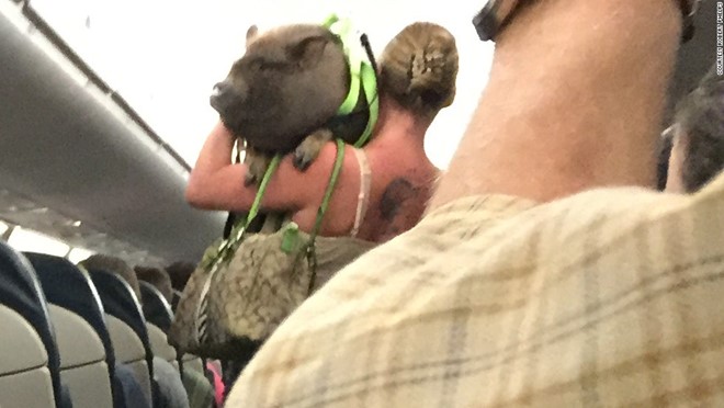 Đưa lợn lên máy bay không phải là một ý hay. Ảnh: CNN.