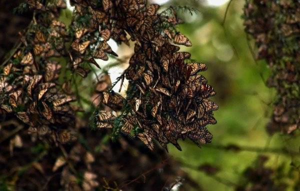Các loài bướm đến tụ lại ở Michoacan vào cuối tháng 10 để làm tổ trong mùa đông trên những cây cao ở vùng núi của khu bảo tồn thiên nhiên. Tại đây, chúng quây quần với nhau thành từng nhóm lớn như những tổ ong đầy màu sắc. 