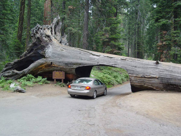 Độc đáo xuyên rừng Sequoia - Ảnh: wp