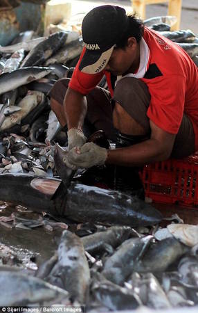 Ước tính 73 triệu con cá mập bị giết mỗi năm chỉ để làm thực phẩm cho món súp vi cá nổi tiếng.