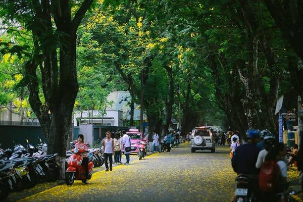 Khoảng thời gian tháng 5 đến tháng 7 du khách sẽ bắt gặp mùa hoa phượng vàng khoe sắc thắm khi tới Huế.