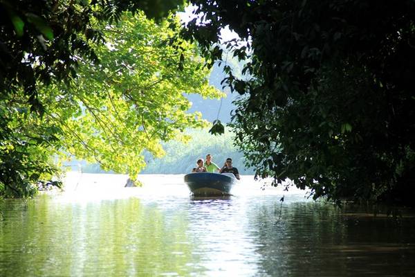Đi thuyền khám phá sông Kinabatangan.