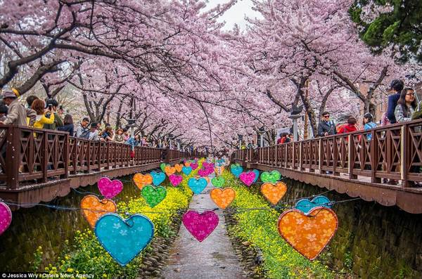Lễ hội hoa anh đào ở Jinhae được tổ chức lần đầu vào năm 1952 và từ đó đến nay đây là một trong những sự kiện thu hút đông đảo du khách khắp nơi về tham dự.