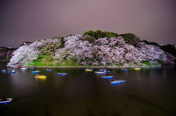Khung cảnh đẹp như tranh ở Chidorigafuchi mùa hoa.