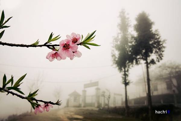 Cây hoa đào đang nở hoa rực rỡ ướt đẫm sương, đón xuân trước đồn biên phòng Vàng Ma Chải.