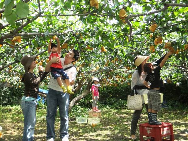 Đến đây du khách sẽ được thỏa thích trải nghiệm và tận tay hái những trái cây chín mọng trong vườn.