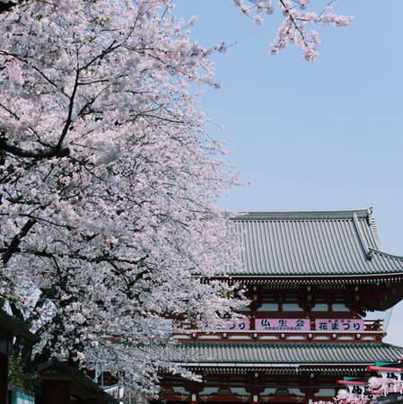 Theo tư vấn của Thiện Chí, những điểm đến ngắm hoa đào đẹp ở Tokyo bạn có thể ghé qua những ngày này là công viên Uneo, công viên Yoyogi, sông Meguro, công viên Sumida, khu vực Hakone gần núi Phú Sĩ... Không khó để kiếm được địa điểm đẹp bởi đâu đâu ở Tokyo cũng được coi như một studio ngoài trời lãng mạn cho bạn thỏa sức sáng tạo.