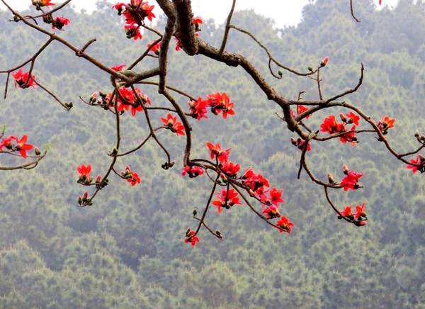  Để bảo vệ những cây gạo cổ thụ, chính quyền quận Đồ Sơn đang tính đến phương án đưa vào danh sách cây di sản Việt Nam cùng với rừng đa búp đỏ tại Đảo Dấu và rặng thị cổ núi Ngọc đã được công nhận trước đó.