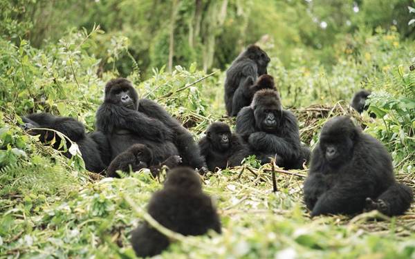 Tiếp cận những chú khỉ đột, Rwanda: Đến thăm công viên quốc gia Volcanoes của Rwanda là một trải nghiệm khó quên. Du khách sẽ đi theo con đường mòn xuyên rừng rậm lên đỉnh Virunga, nơi sinh sống của nửa số khỉ đột núi còn tồn tại trên thế giới. Chuyến đi khá vất vả, nhưng bạn sẽ được tiếp cận một trong những loài động vật tuyệt vời nhất thế giới. Ảnh: Roughguides.​