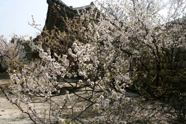 Hoa đào bung nở trong hoàng cung Seoul - Ảnh: Trân Duy