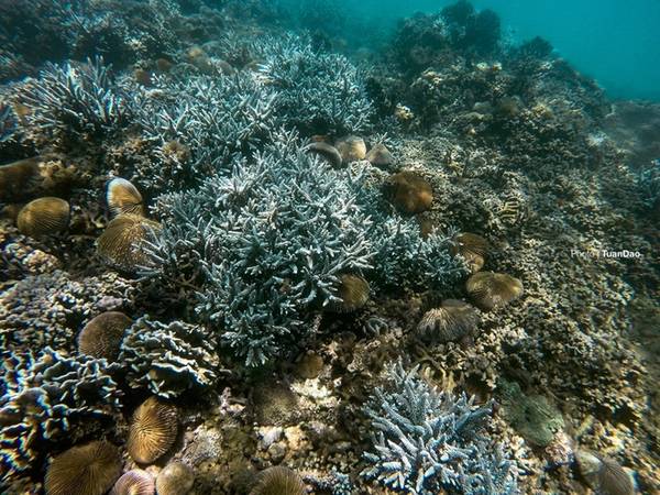 Rạn san hô đẹp kỳ ảo được nắng chiếu qua mặt nước xanh thẳm. Một trong những điểm không thể bỏ qua cho các nhiếp ảnh gia muốn chụp được những bức ảnh tuyệt đẹp của thiên nhiên.