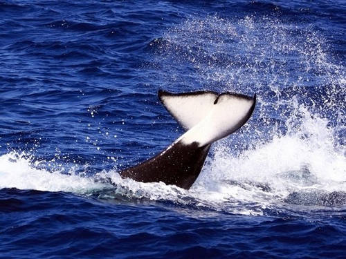 Khi nào đến mùa xem cá voi ở San Diego (Mỹ)? Từ tháng 12 đến tháng 4, bạn có thể xem cá voi xám Thái Bình Dương di cư từ Alaska đến Mexico, còn tháng 5 đến tháng 11 là mùa di cư của cá voi xanh lớn.
