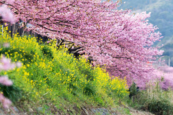 Hoa cải dầu bên cạnh hoa đào trong một công viên ở Sizuoka - Ảnh: Phan An