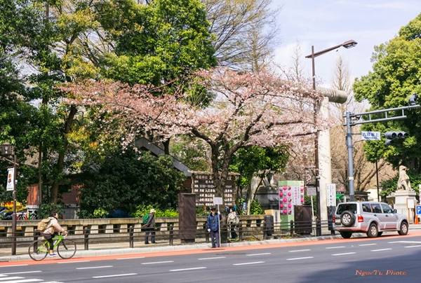 Ở Tokyo, rải rác trên một số con đường vào cuối tháng 3, hoa anh đào đã bắt đầu nở .