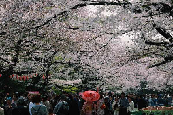 Những ngày này, trên khắp đất nước Nhật Bản, dòng người bao gồm khách du lịch và người dân bản địa ngày một đông đúc, kéo nhau về những khu vực tập trung nhiều hàng cây hoa anh đào để tham quan chụp ảnh.