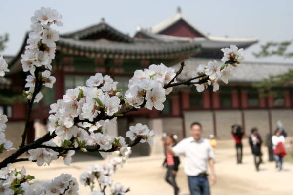 Hoa đào trong khu vực hoàng cung Seoul - Ảnh: Trân Duy