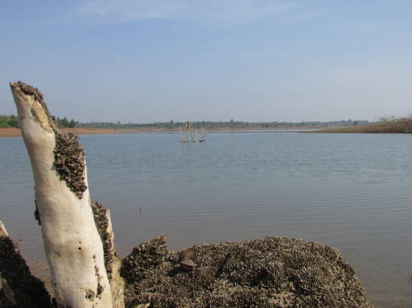 Hến hồ Sông Ray bám dày đặc trên tảng đá, gốc cây - Ảnh: Nguyễn Thiên Đăng