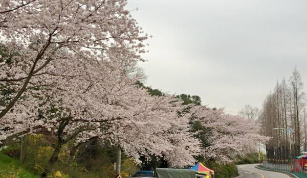 Một con đường mùa xuân phủ đầy hoa đào - Ảnh: Kim TeaYoung