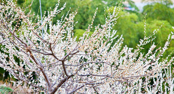 Lễ hội Hoa mai Quốc tế Gwangyang ở Gwangyang là một lễ hội hoa mùa xuân nổi tiếng từ năm 1997. Ảnh: Visitkorea.