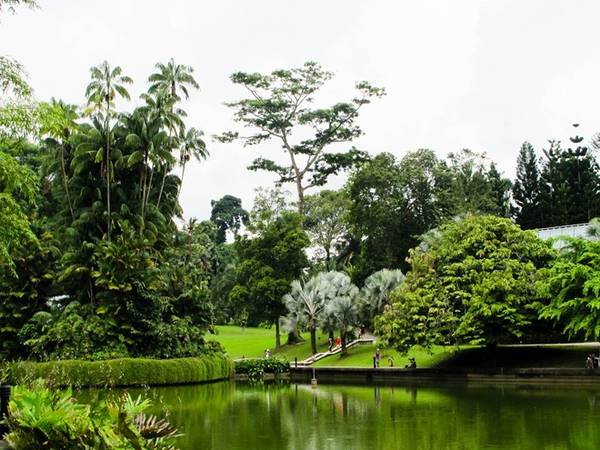 Vườn thực vật quốc gia Singapore rộng hơn 740.000 m2, với nhiều chủng loại cây phong phú, là điểm đến nổi tiếng thu hút 4,4 triệu khách tham quan mỗi năm. Ảnh: Quirksterblog.