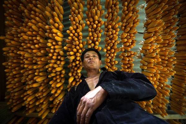 Ngô là lương thực chủ yếu của đồng bào miền núi phía Bắc Việt Nam. Bức ảnh này được tác giả chụp ở Bắc Hà, Lào Cai.
