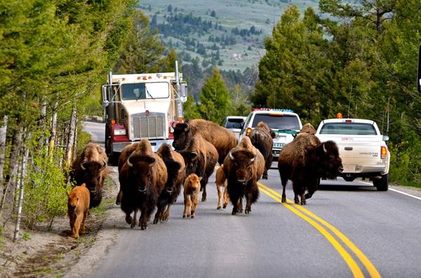 Xe cộ phải chia sẻ đường đi với động vật: Ngoài mạch nước, Yellowstone còn nổi tiếng với bò rừng bison. Đây là nơi duy nhất trên đất Mỹ mà loài bò này tồn tại được từ thời tiền sử cho đến nay. Khái niệm giờ cao điểm ở đây cũng khác thường với nguyên nhân là những chú bò này - phương tiện cơ giới phải chờ cho chúng băng qua đường mới tiếp tục được di chuyển.