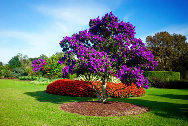 Những cây hoa mua được chăm sóc rất tốt trong công viên Centennial Park - Ảnh: Nguyễn Ngọc Tuấn