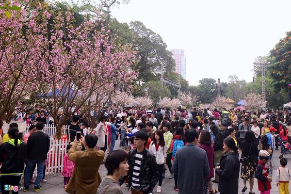 Sáng 20/3, hàng nghìn người dân thủ đô Hà Nội đổ về khu vực tượng đài Lý Thái Tổ để chiêm ngưỡng hoa anh đào Nhật Bản.