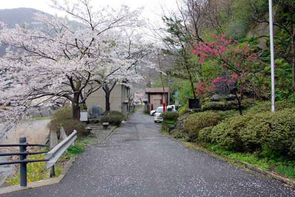 Yamagata nổi tiếng bởi hoa anh đào nở rộ quanh những con suối hiền hòa.