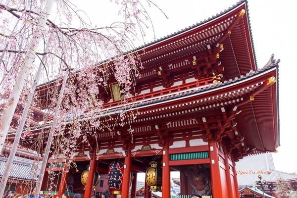 Hoa anh đào là niềm tự hào của người Nhật. Tới mùa hoa nở, du khách khắp nơi trên thế giới nô nức về đây ngắm hoa. Trong ngôi chùa cổ Asakunsa, hoa sakura khoe sắc nhẹ nhàng trong dòng người tấp nập.