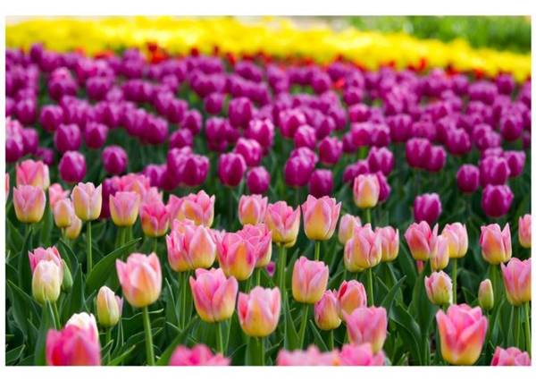 Muôn sắc màu hoa tạo thành những thảm hoa tuyệt đẹp - Ảnh: Phan An