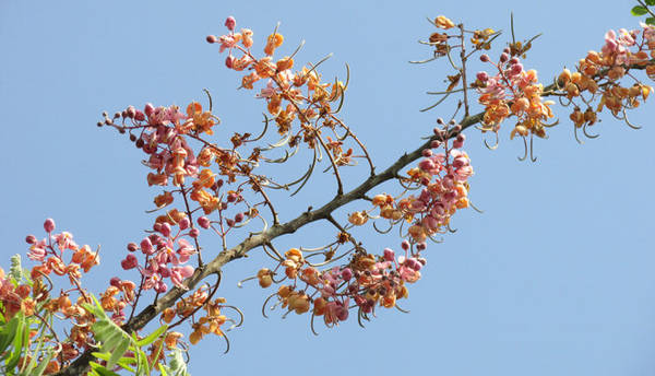 Hoa ô môi - Ảnh: N.T.Đăng