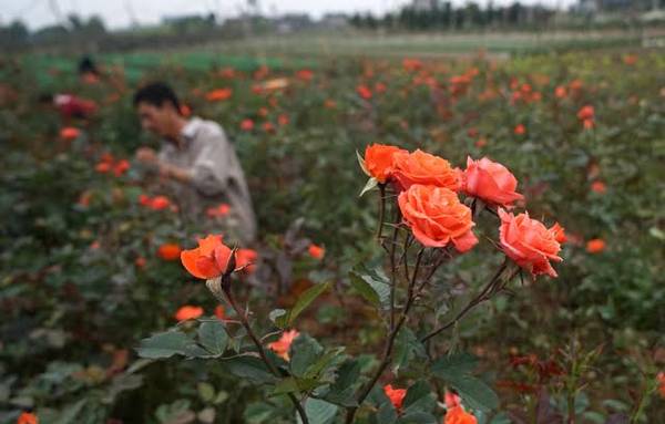 Vườn hoa hồng tiểu muội của anh Đoàn Xuân Bảo đang độ ra hoa đẹp nhất.
