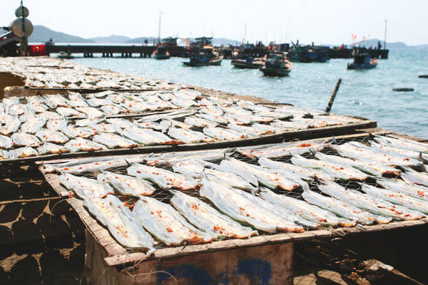 Những phên cá xương xanh trên bờ kè cảng - Ảnh: Minh Đức
