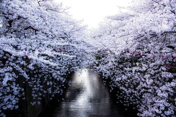 Người Nhật rất coi trọng hoa anh đào. Họ thưởng thức hoa một cách trân trọng, nghiêm túc. Cơ quan khí tượng Nhật Bản thậm chí có bản tin dự báo riêng cho mùa hoa anh đào.