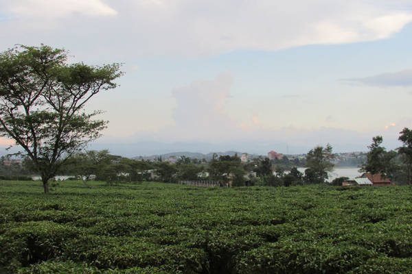Một góc thị trấn Lộc Thắng bên hồ Bảo Lâm trong màn sương chiều, ảnh chụp từ một đồi trà - Ảnh: Nguyễn Thiên Đăng