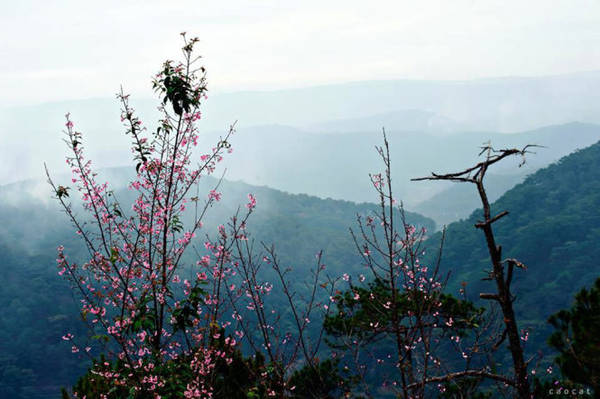 Hoa nở ven đèo Đà Lạt - Ảnh: Cao Cát