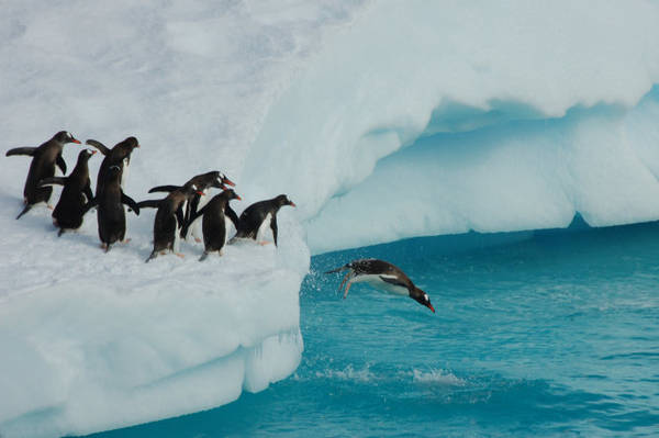 Màn biểu diễn của đàn chim cánh cụt Adelie - Ảnh: lighthousenewsdaily